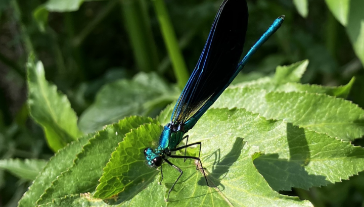 Les libellules de l’Etang de la Forêt